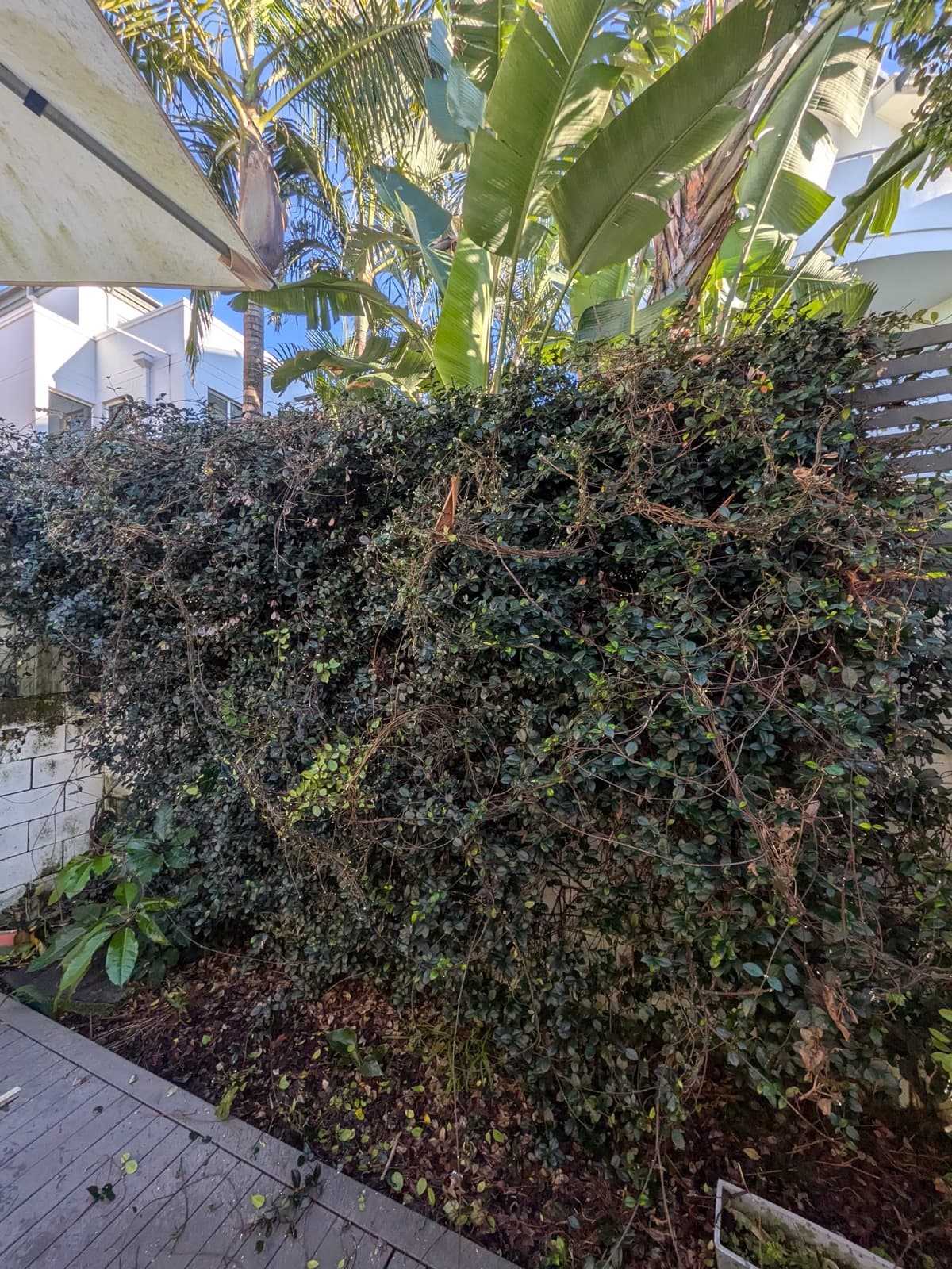 Hedge Wall Transformation - before